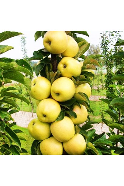 Яблуня колоновидна ‘Медок’ із жовтими плодами